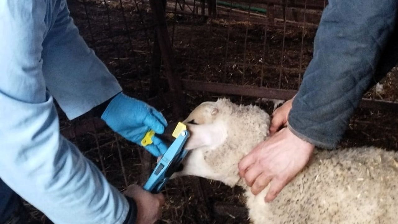 Kırklareli Tarım Müdürlüğü, damızlık kuzularda küpe ve brusella ile şap aşılarını uyguluyor