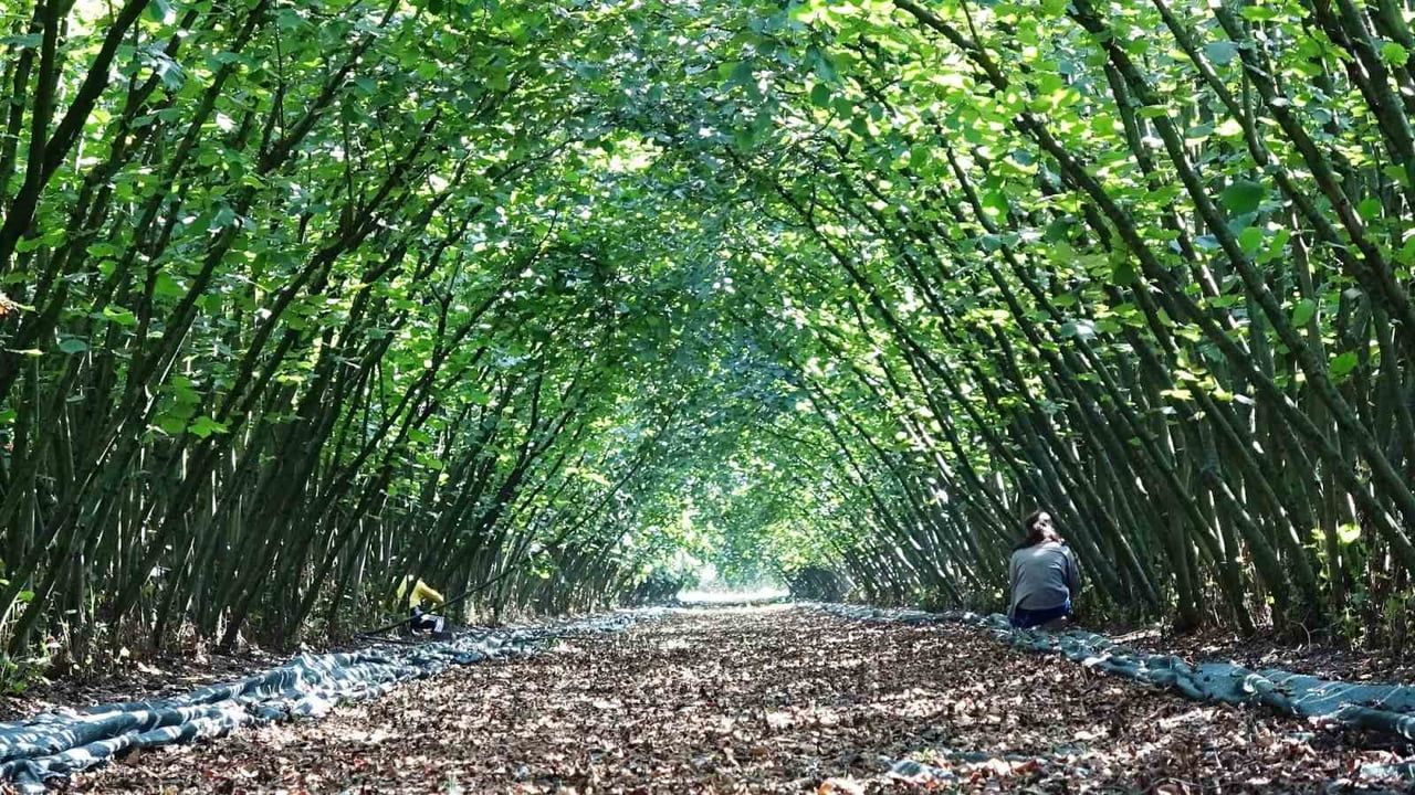 Kırsalda üretime 33,6 milyon liralık can suyu: Samsun’da KKYDP destekleri