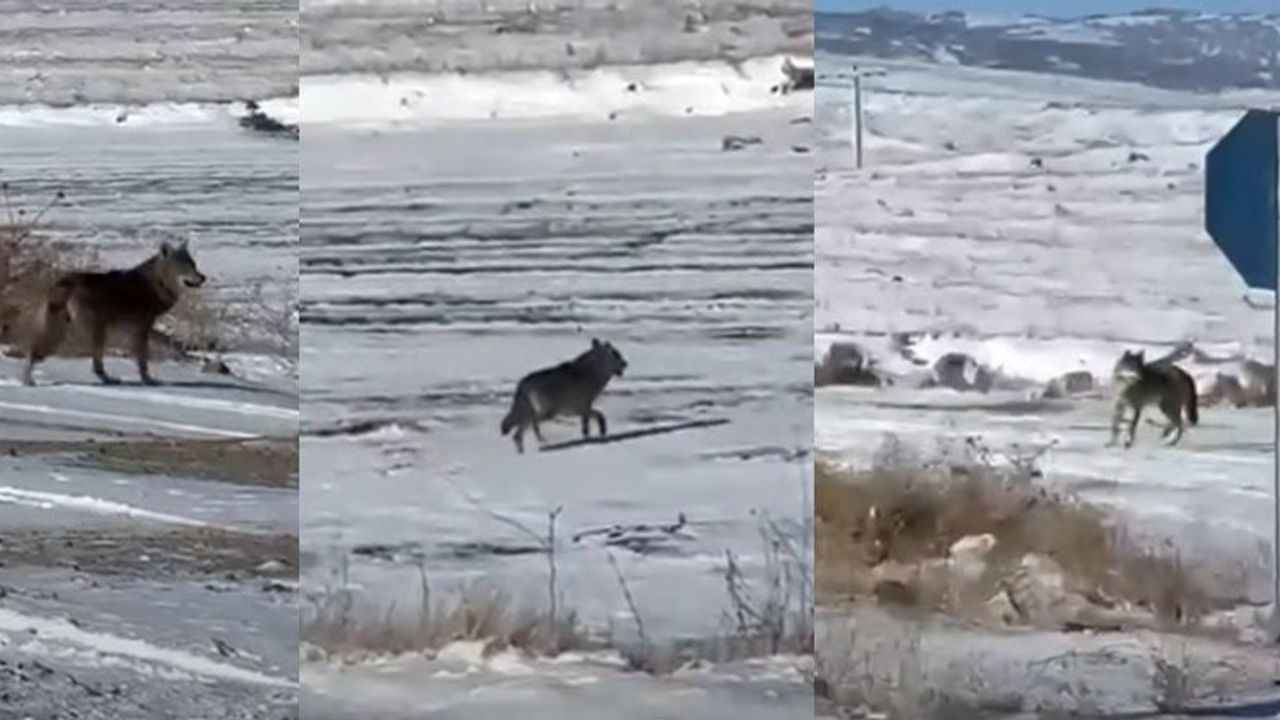 Kırşehir Çiçekdağı'nda kar sonrası iki kurt şehir yakınlarında görüntülendi