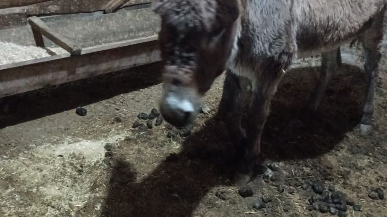 Kırşehir'de Yaralı Eşeği Sahiplendi: Murat Karakaya Tedavisini Üstlendi