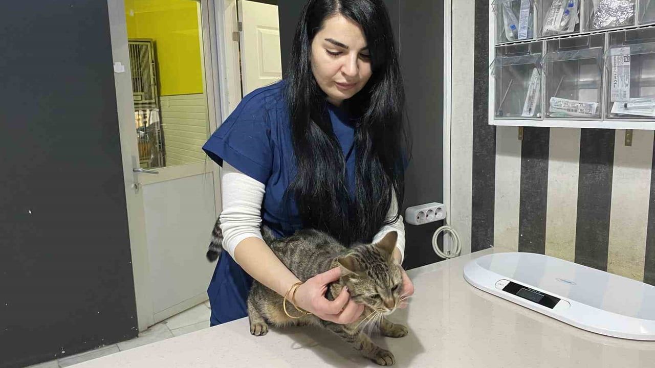 Kışta hayvan sağlığı: Uzman Veteriner Tuğçe Kara 'Tüyü var üşümez' inanışını yanlış buluyor