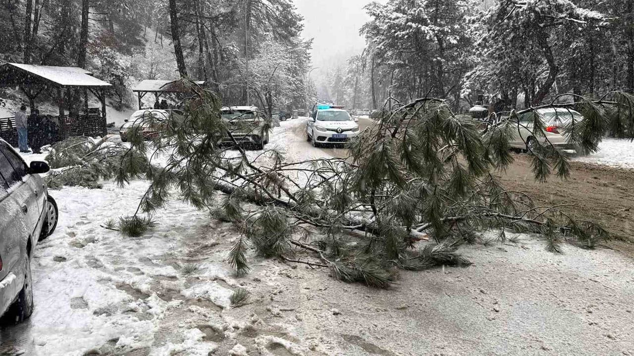 Kızılcahamam’da Soğuksu Milli Parkı’nda Kar Yükü Nedeniyle Çam Ağacı Yola Devrildi