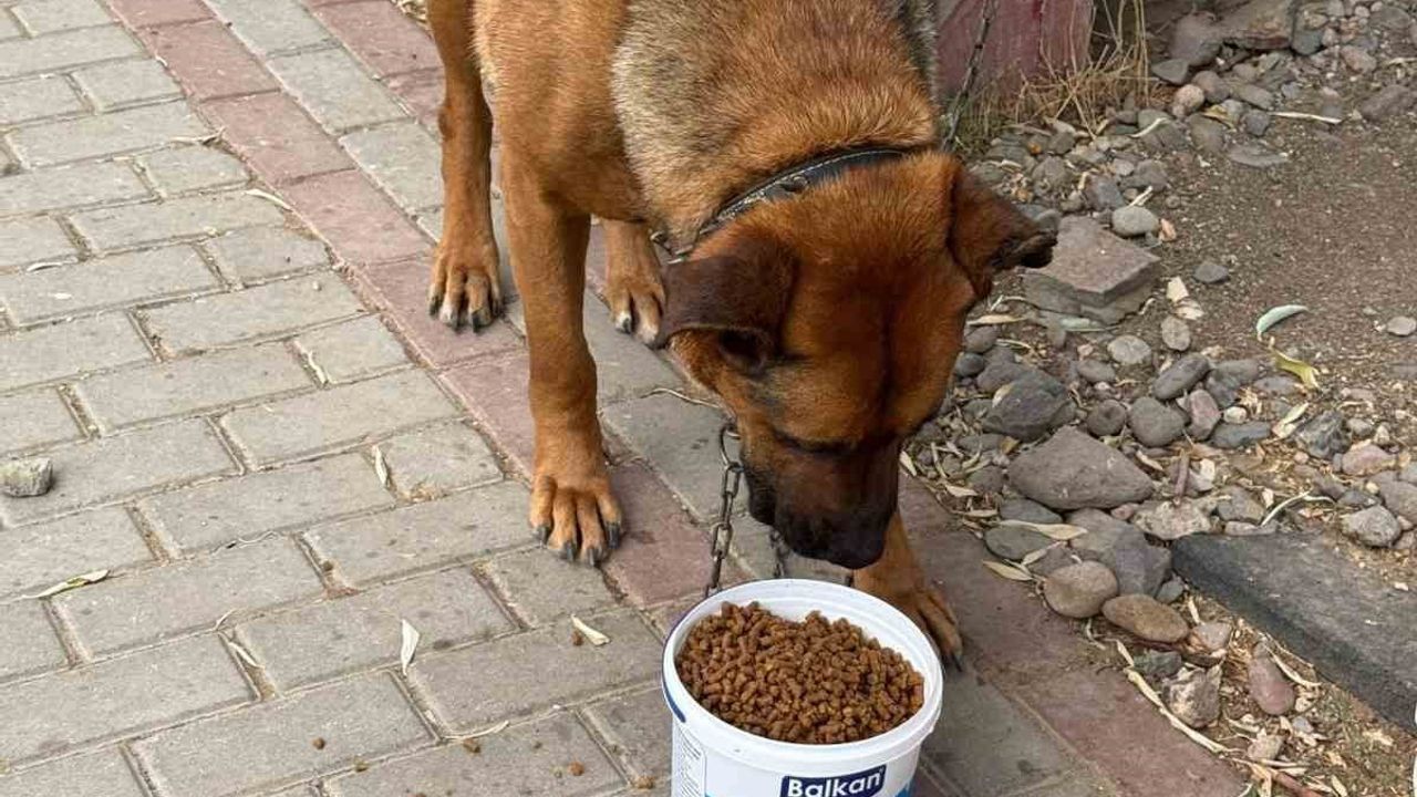 Kızılcahamam’da yemek atıkları kedi ve köpek mamasına dönüştü