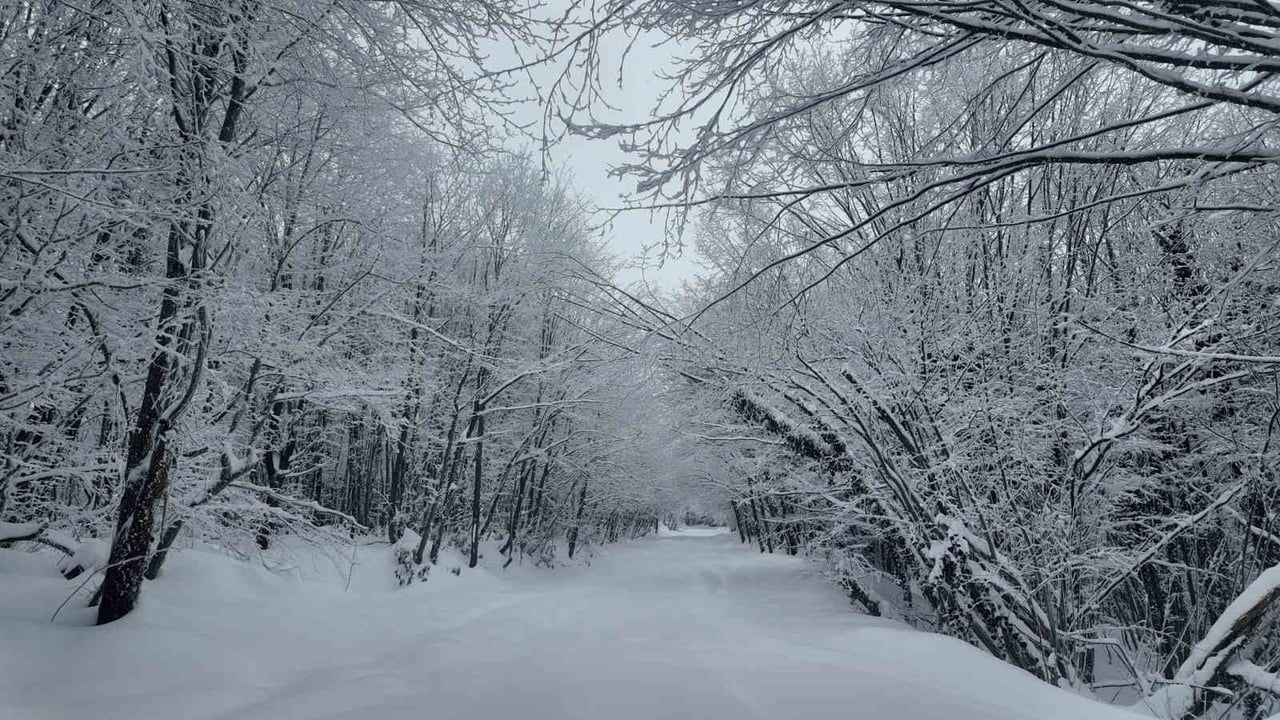 Kocaeli'de Lapa Lapa Kar Altında UTV'lerle Adrenalin Dolu Doğa Yolculukları
