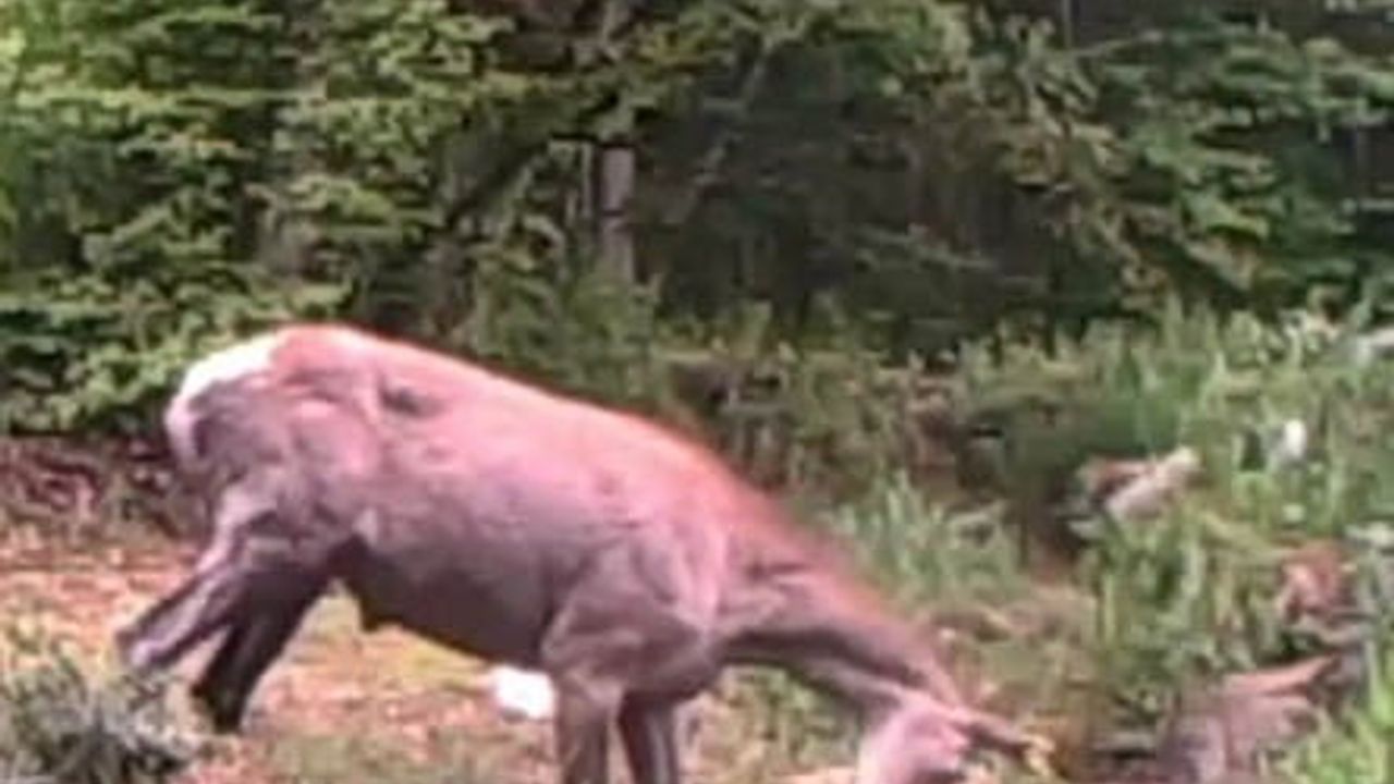Kocaeli ormanlarında fotokapana yansıyan geyiğin su kenarında dinlenme anı
