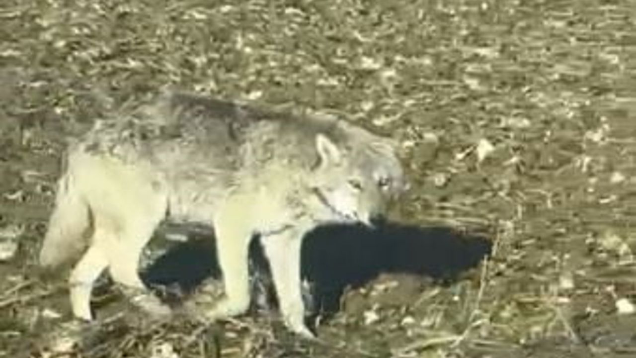 Kontrolsüz gıda atıkları ve sert kış, kurtların yerleşimlere yaklaşmasını artırdı