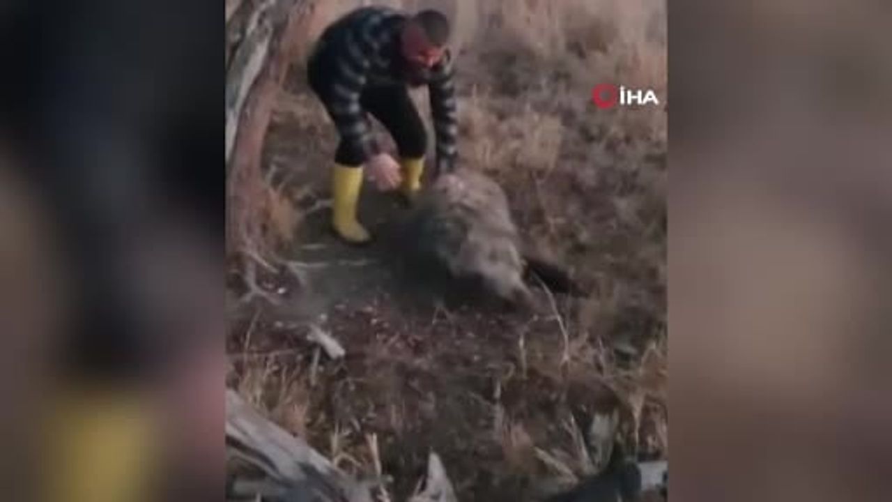 Konya Beyşehir'de bir vatandaş 80 kiloluk yaban domuzunu elleriyle yakaladı