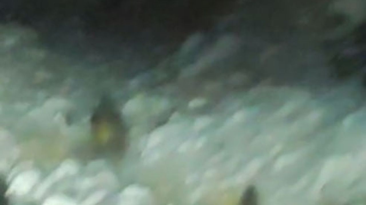 Konya Halkapınar'da Kar Nedeniyle Yol Kenarına İnen Yaban Domuzu Cep Telefonuyla Görüntülendi