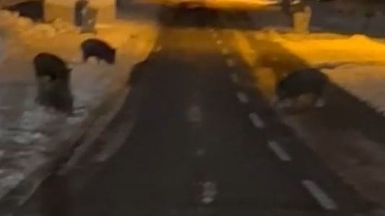 Konya Karapınar'da yiyecek arayan yaban domuzları yerleşim yerine indi