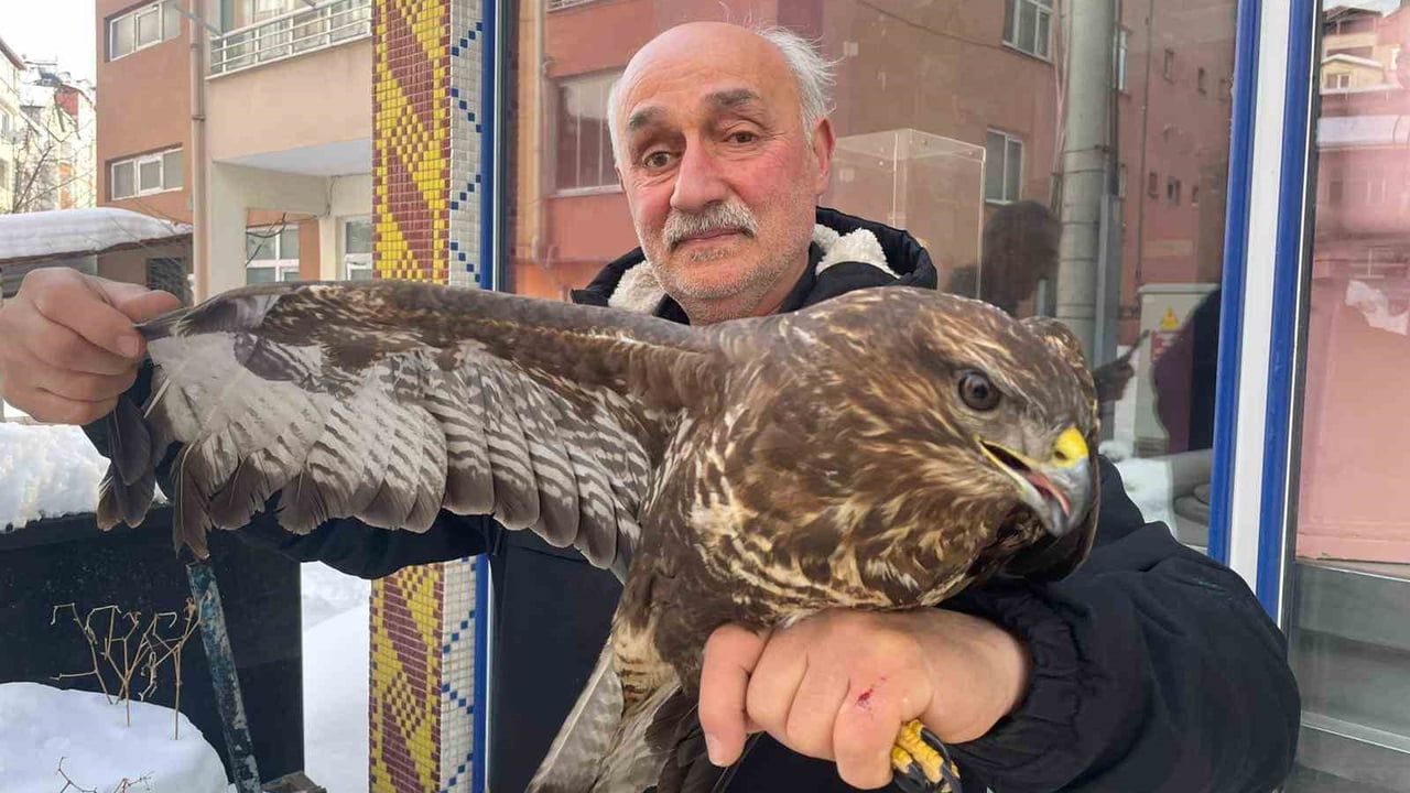 Korgan'da yaralı boz şahin esnaf tarafından bulundu, yetkililere teslim edildi
