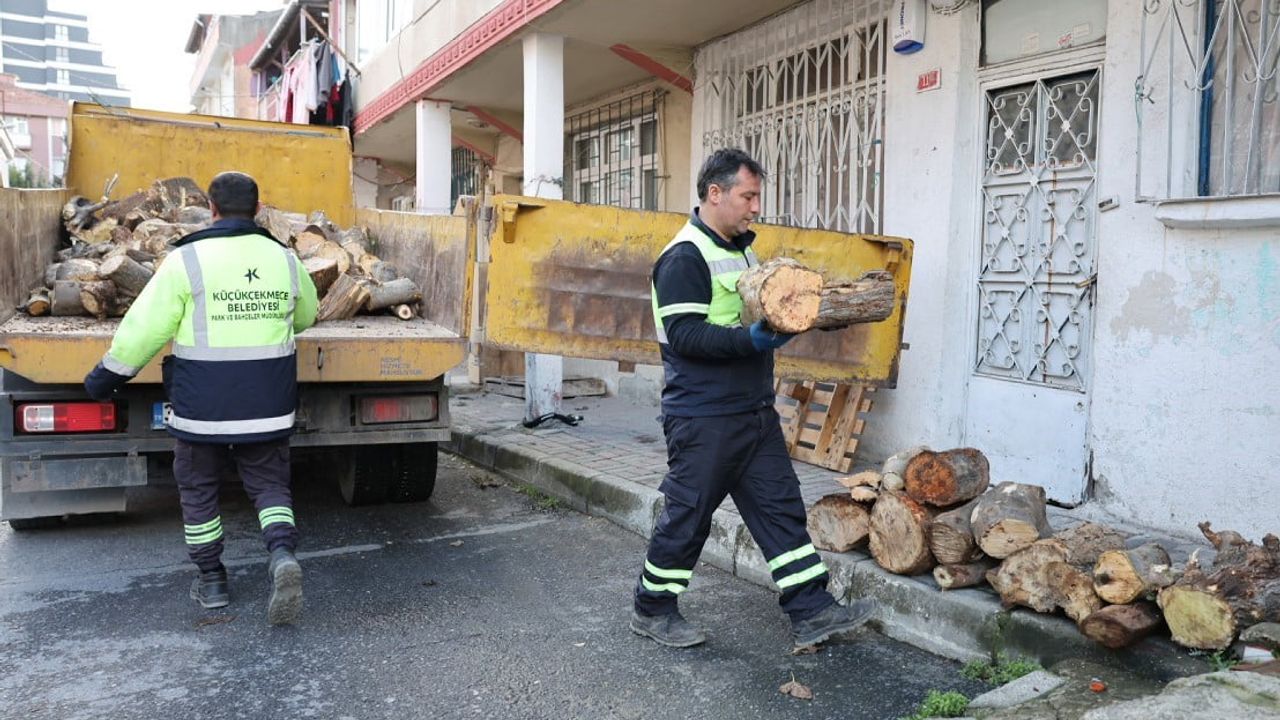 Küçükçekmece Belediyesi budanan ağaç dallarını ihtiyaç sahiplerine yakacak olarak dağıtıyor