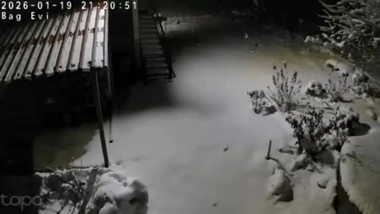 Kulp'ta üç gün süren kar yağışının ardından kaya sansarı yerleşim alanına indi