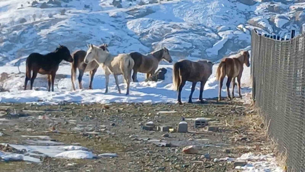 Kulp’ta yaban atları kar ve soğuk nedeniyle ilçe merkezine indi