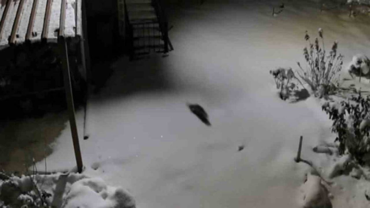 Kulp’ta yoğun kar, aç kalan kaya sansarını yerleşim alanına indirdi