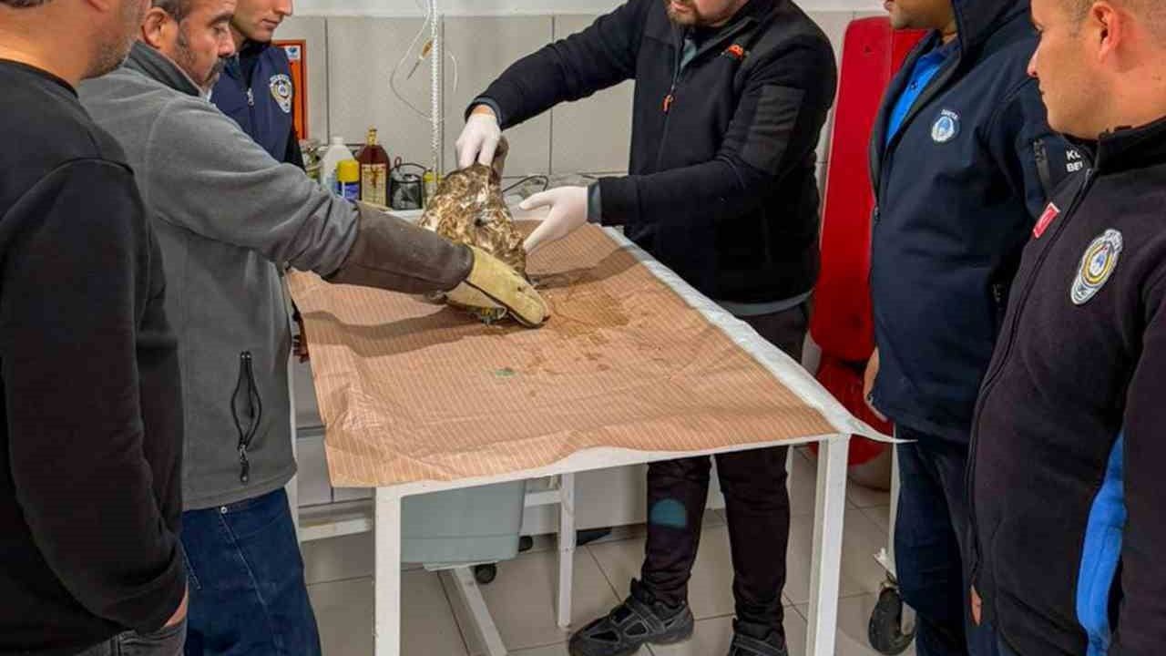 Kumluca'da Yaralı Atmaca Tedavi Edilip Doğaya Bırakıldı