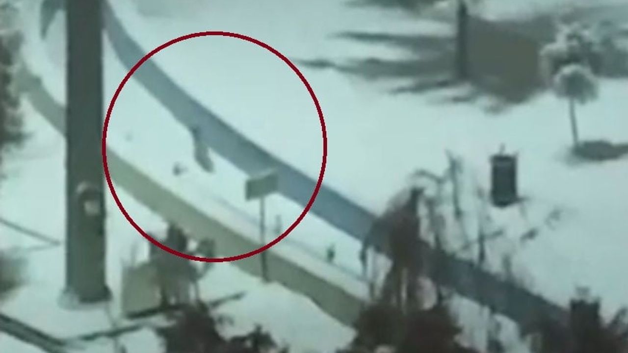 Kurtalan'da tilkiler şehir merkezine indi: Parkta iki tilki görüntülendi