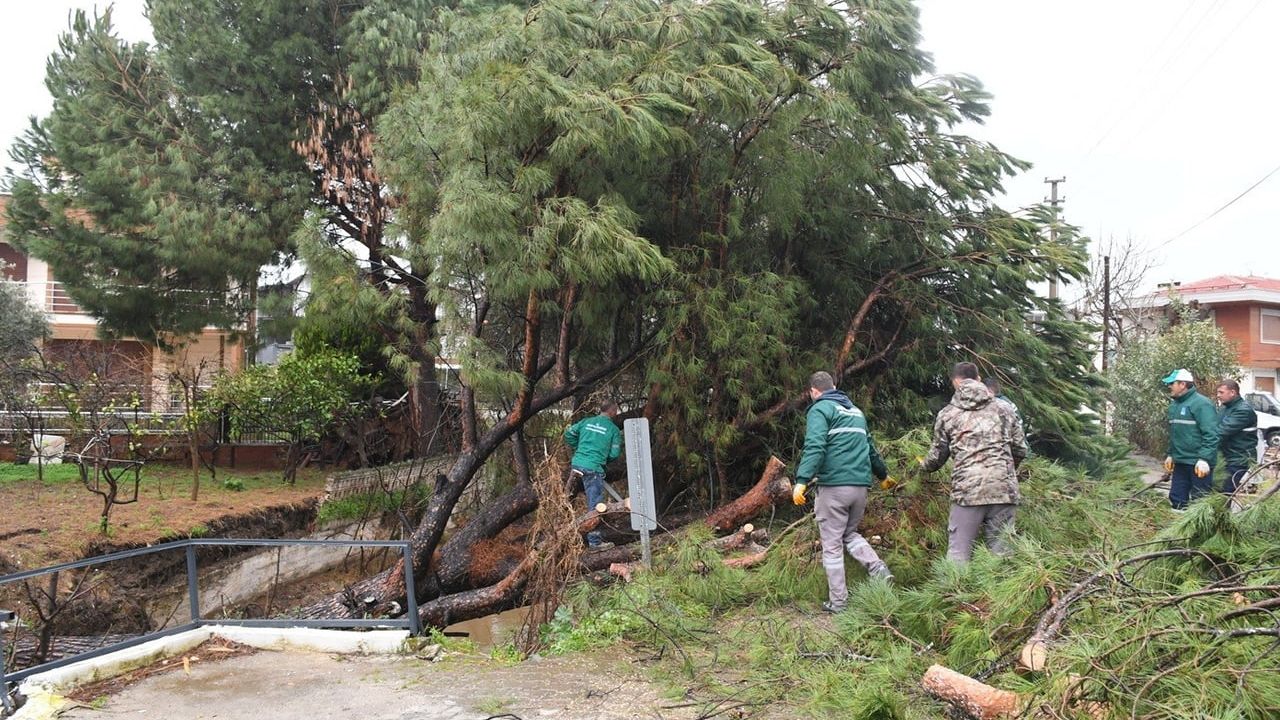 Kuşadası'nda dereyi tıkayan çam ağacı belediye ekiplerini seferber etti