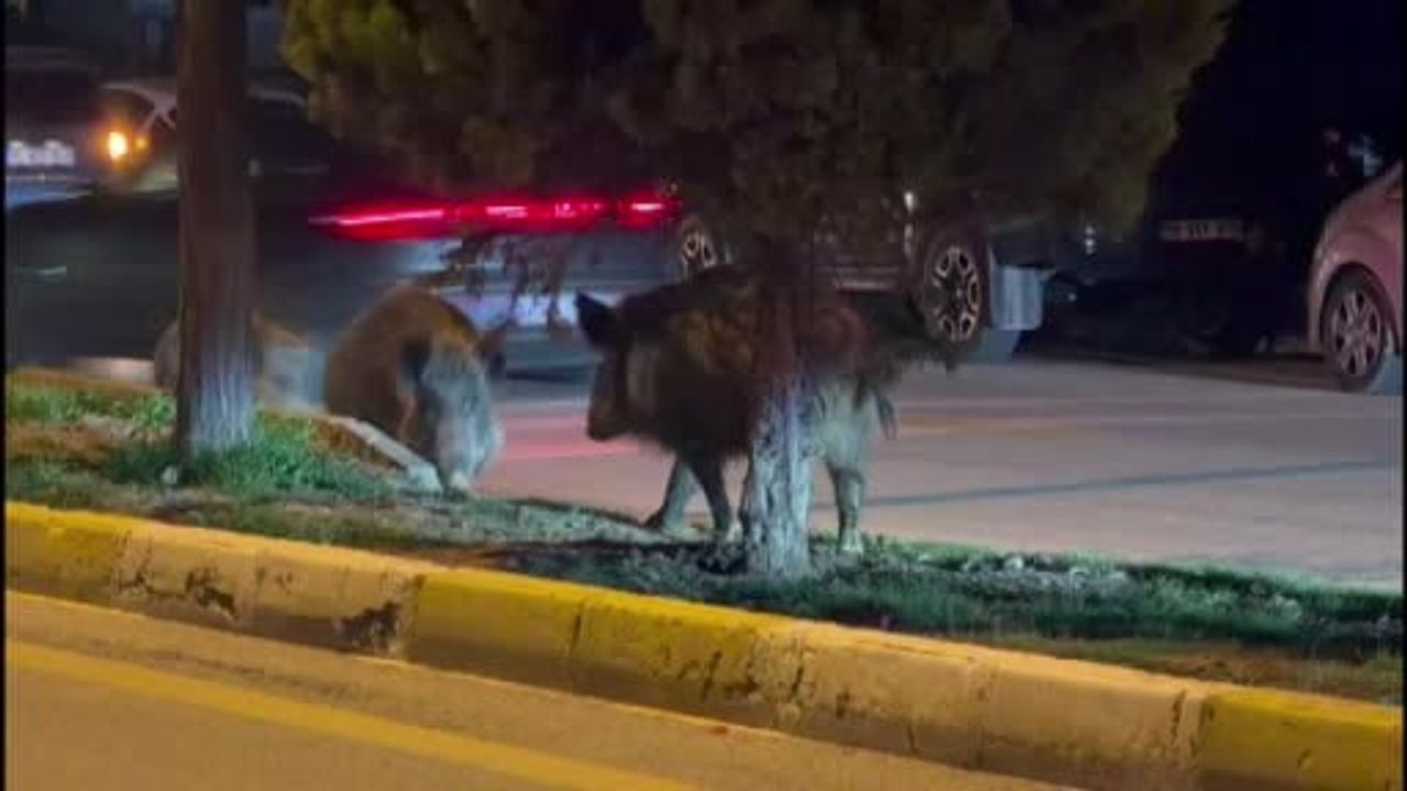 Kuşadası'nda domuz sürüleri şehir merkezinde görülüyor; mahalle sakinleri çözüm istiyor