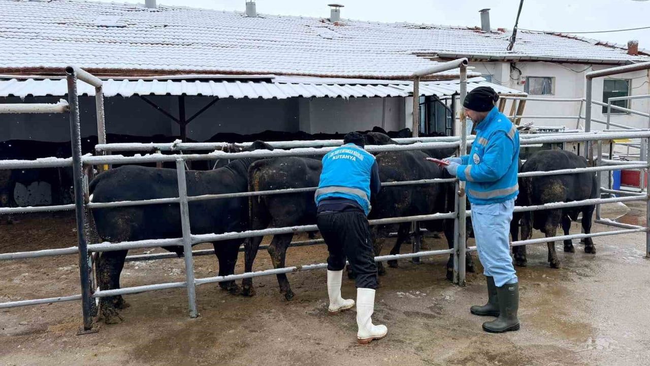 Kütahya'da Brezilya'dan Gelen İthal Besilik Erkek Sığırların Millileştirme Çalışmaları Sürüyor