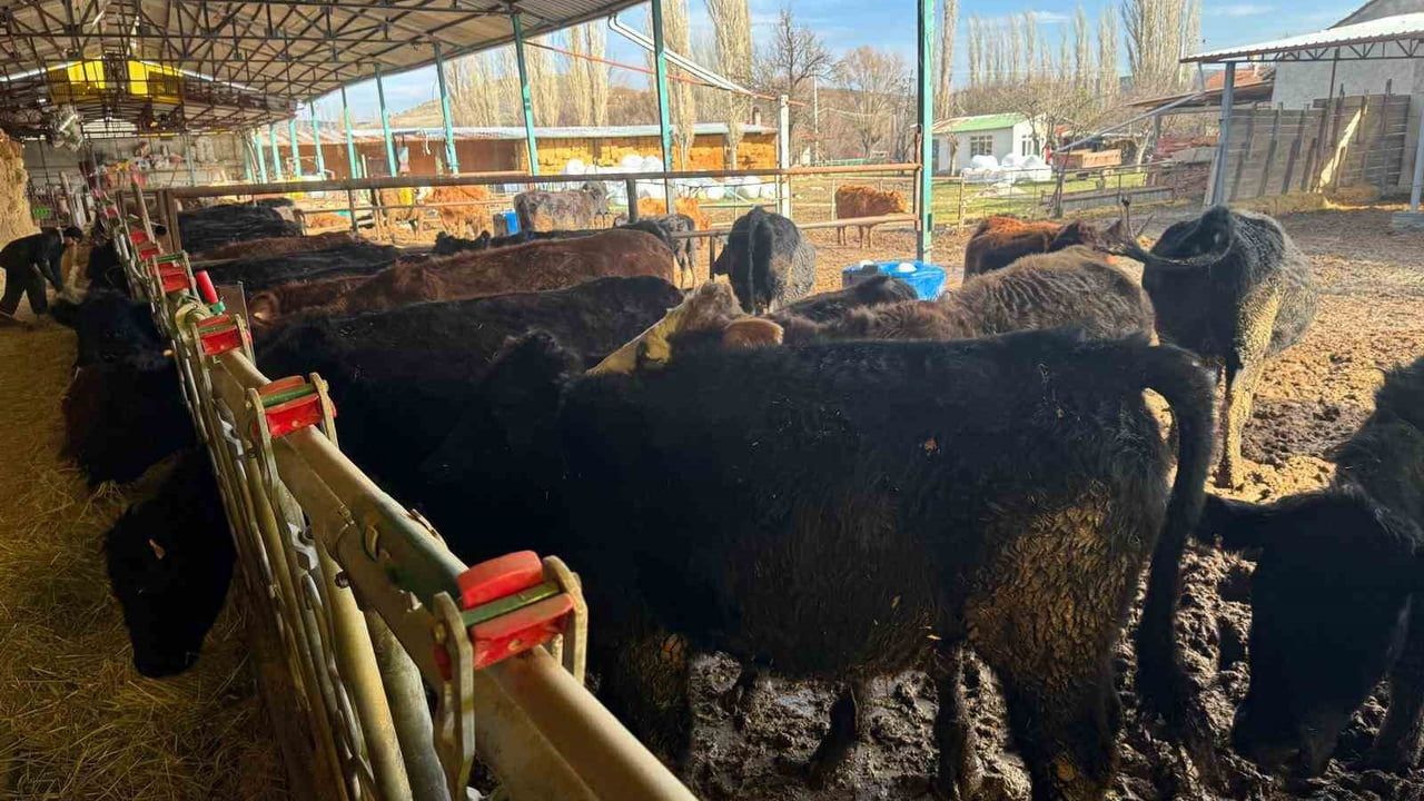 Kütahya'da 'Kırsalda Bereket, Hayvancılığa Destek' kapsamındaki büyükbaş hayvanların muayenesi yapıldı