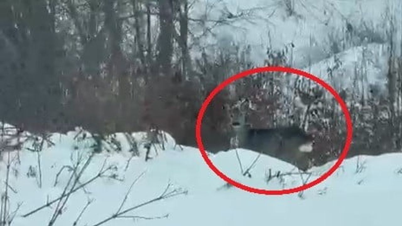 Ladik Akdağ'da karacalar görüntülendi