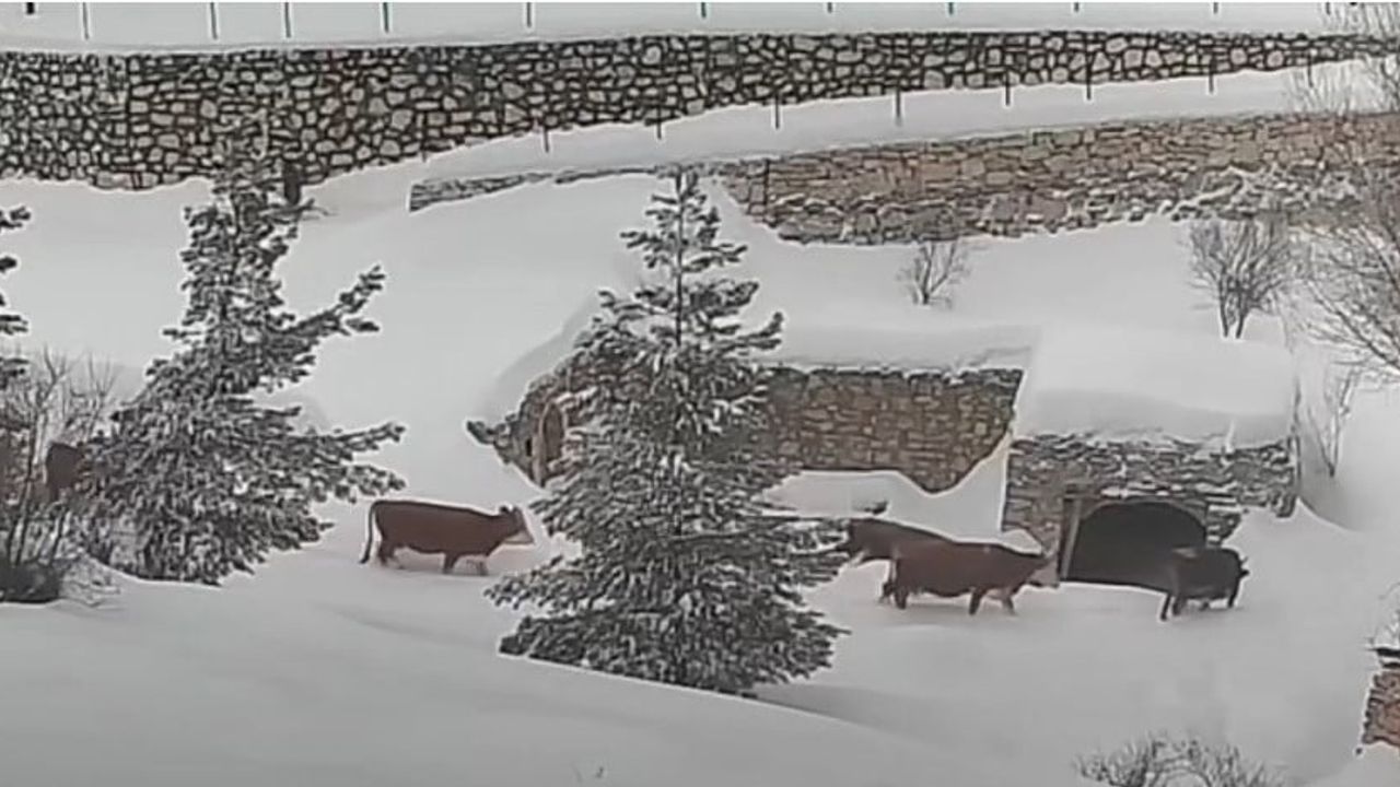 Malatya Arapgir'de Yoğun Kar: Onar Mahallesi'nde Büyükbaş Hayvanların Zorlu İlerlemesi