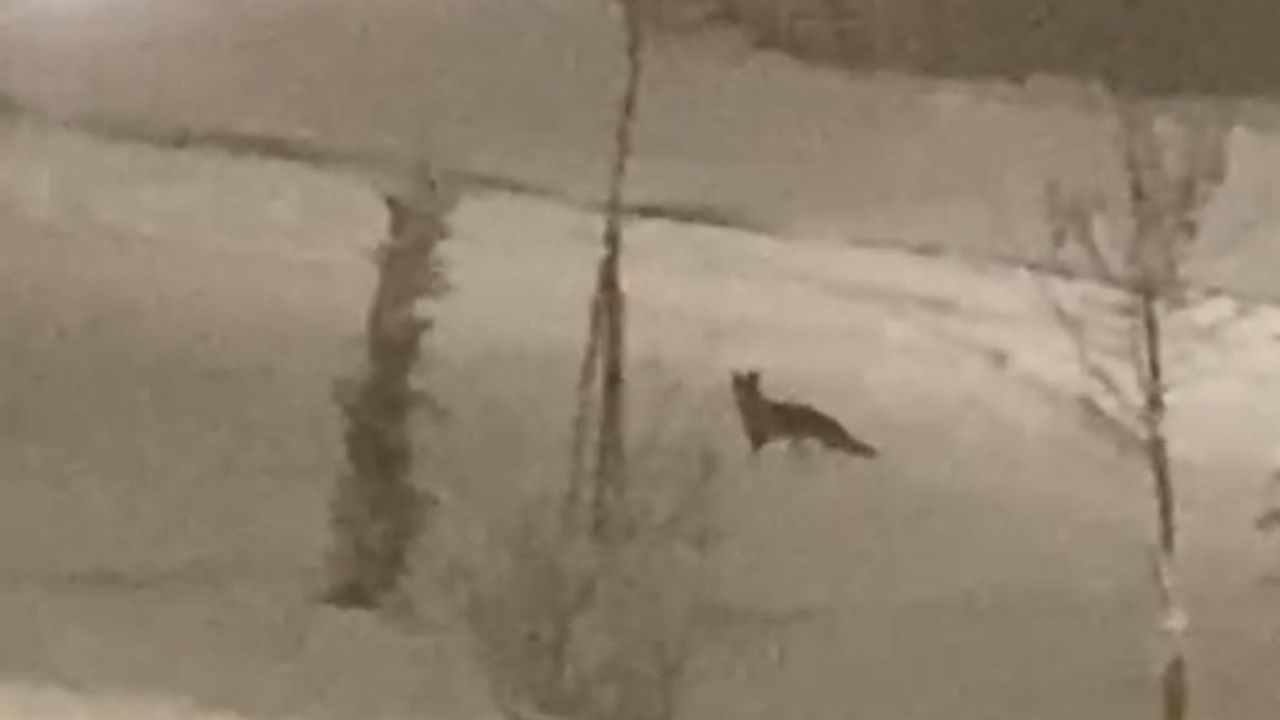 Malatya'da aç kalan tilki İkizce Mahallesi'ne indi