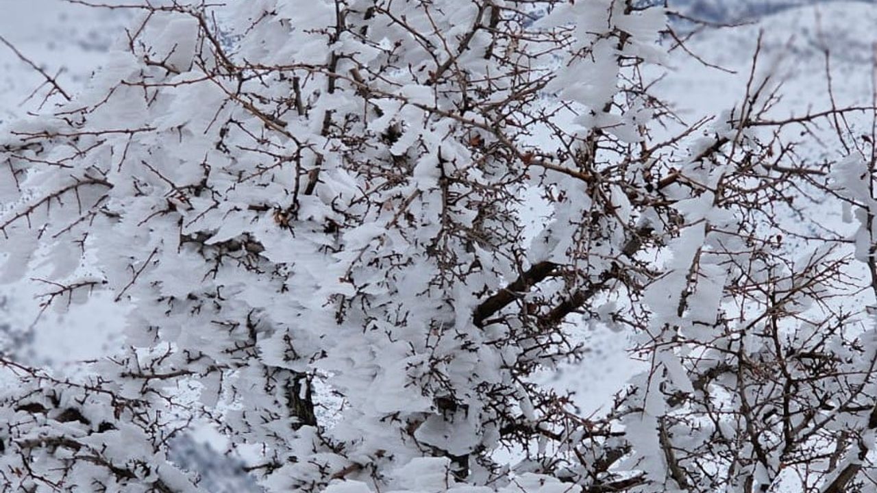 Malatya'da dondurucu soğuklar: Bitkiler, ağaçlar ve akarsular buz tuttu