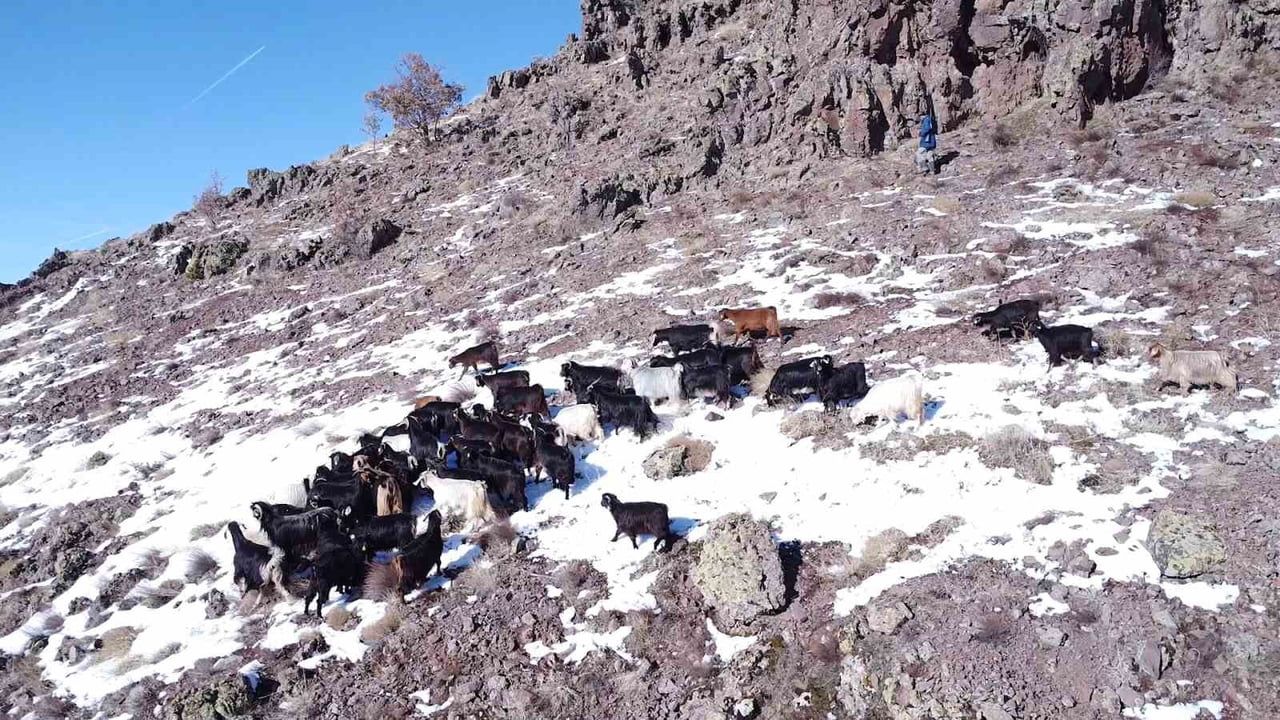 Malatya'da genç yetiştirici Hayati Açık, zorlu kış koşullarına rağmen hayvancılığı sürdürüyor