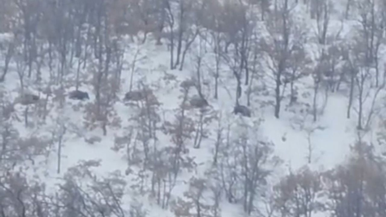 Malatya'da kar nedeniyle yiyecek arayan domuz sürüleri ve kurtlar yerleşimlere yakın görüldü