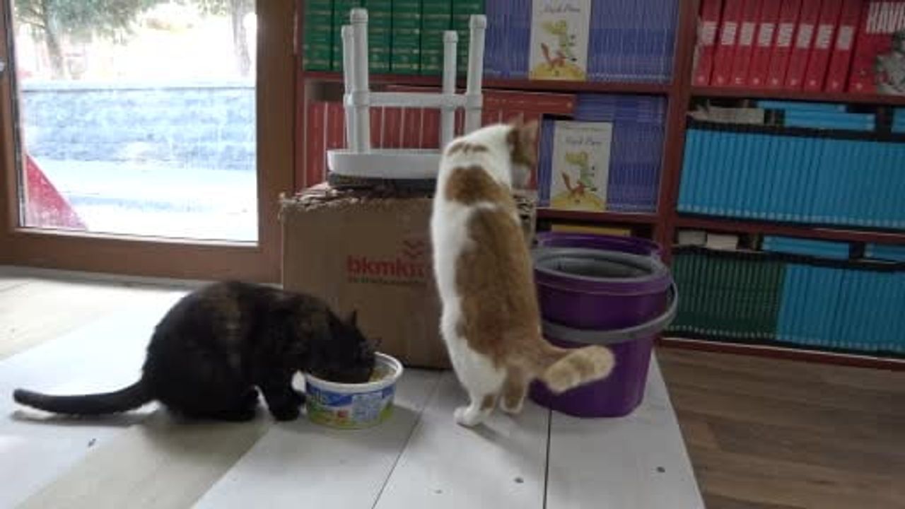 Malatya'da konteynerde sahaflık yapan Cihan Dede sokak kedilerine barınma sağlıyor