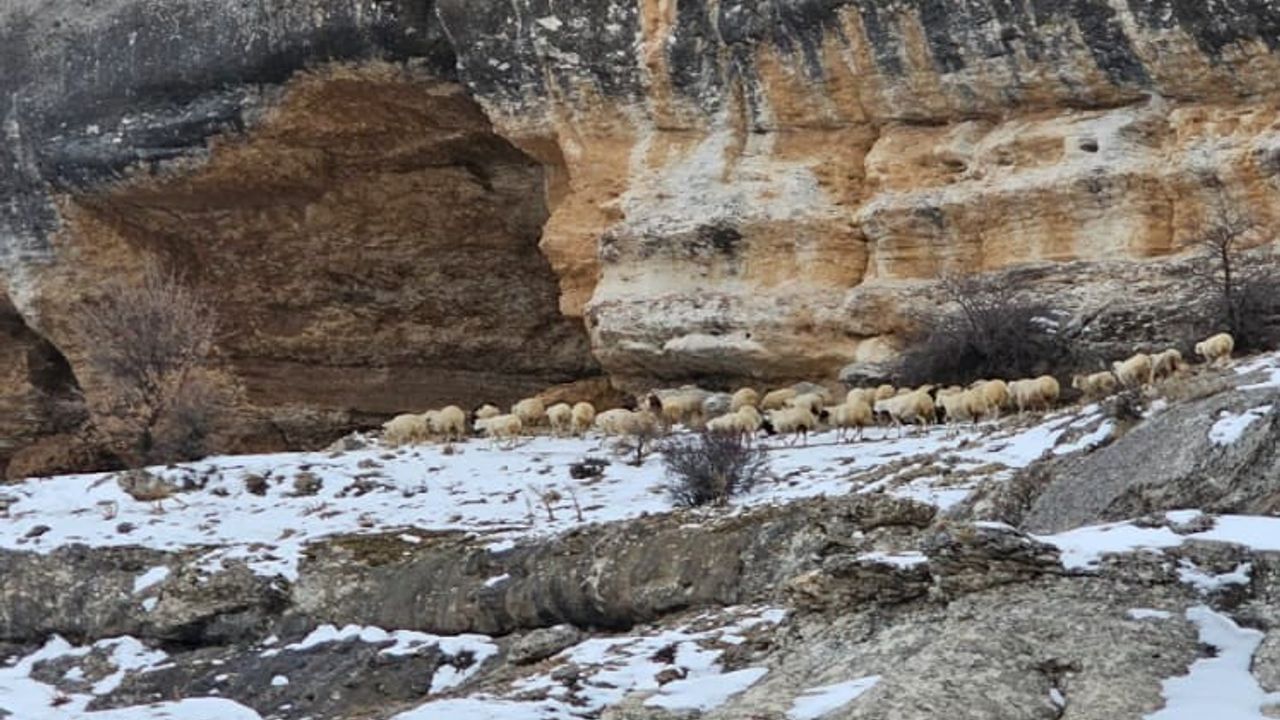 Malatya'da yoğun kar: Üreticiler hayvanları bin 600 rakımdaki kayalıklara çıkardı