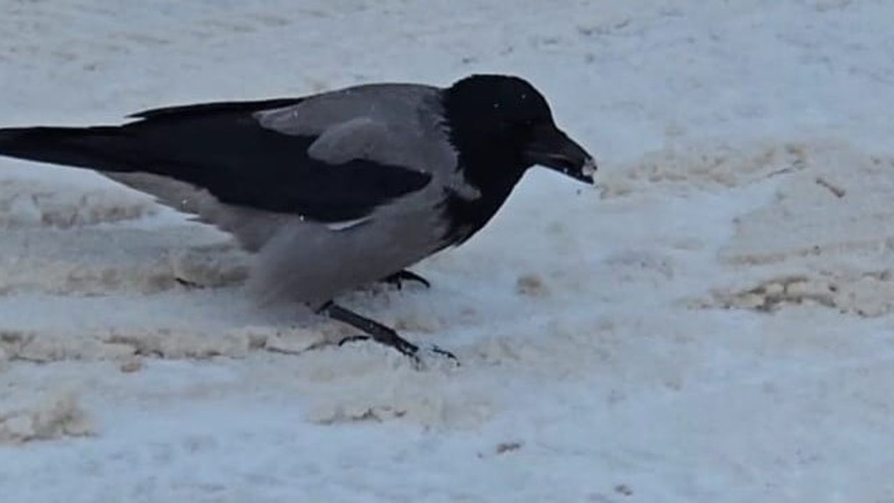 Malatya Darende'de yoğun kar sonrası kargalar yiyecek arayışında ilçe merkezine indi