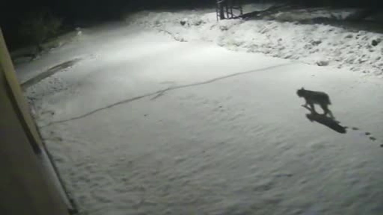 Malatya Hekimhan'da nesli tehlikedeki vaşak güvenlik kamerasına yansıdı