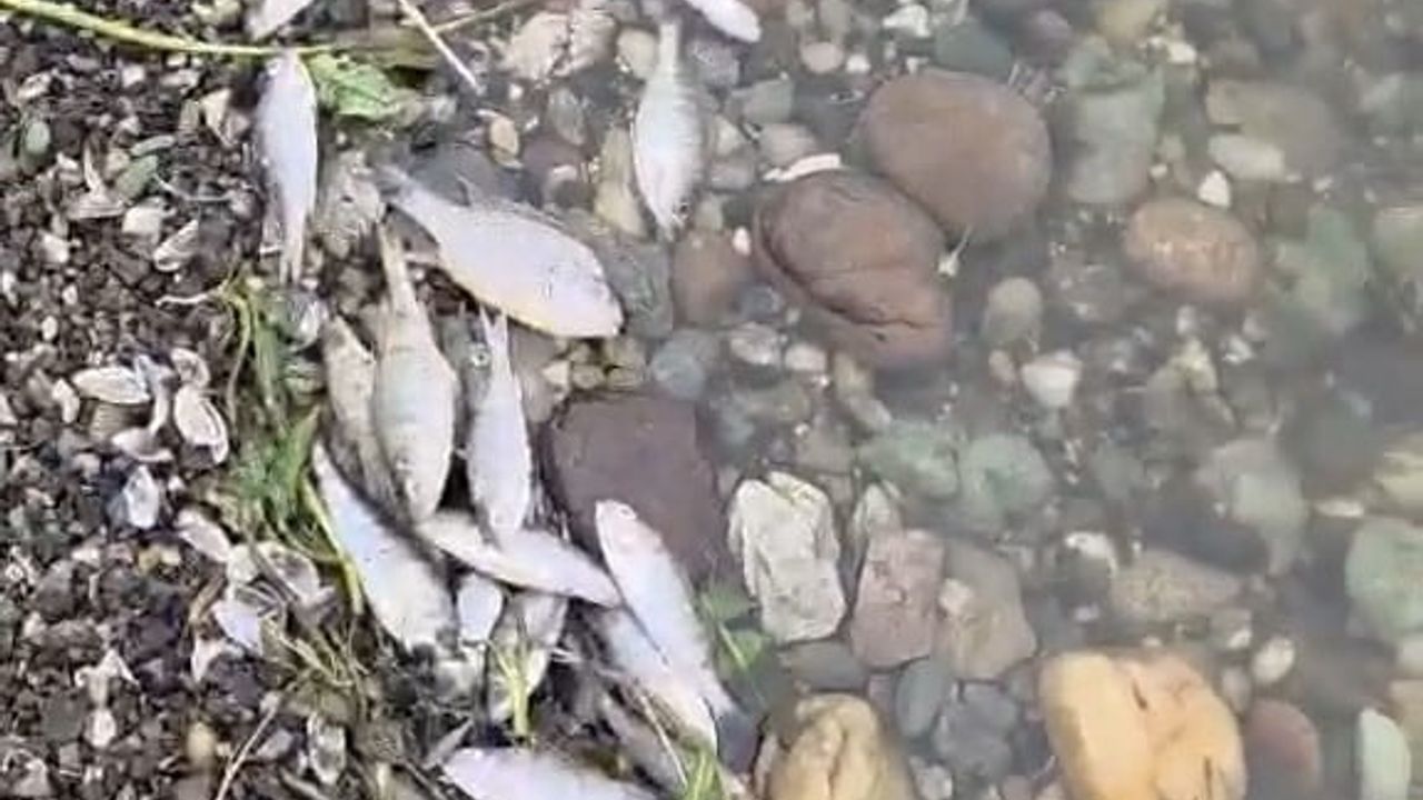 Malkara Karaidemir Barajı'nda yaygın balık ölümleri: Yetkililer inceleme başlattı