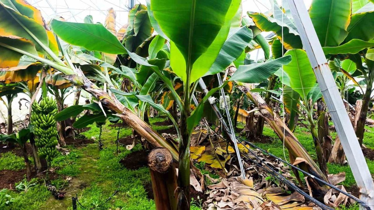 Manavgat'ta Hortum 300 Dönümlük Seralara ve Altyapıya Ağır Hasar Verdi