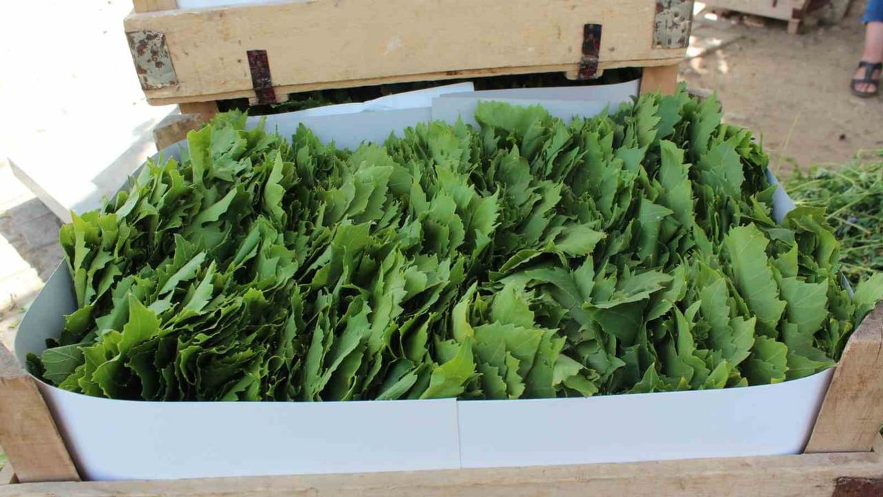 Manisa, 32 Coğrafi İşaretli Ürünüyle Türkiye'de 16'ncı Sırayı Paylaşıyor