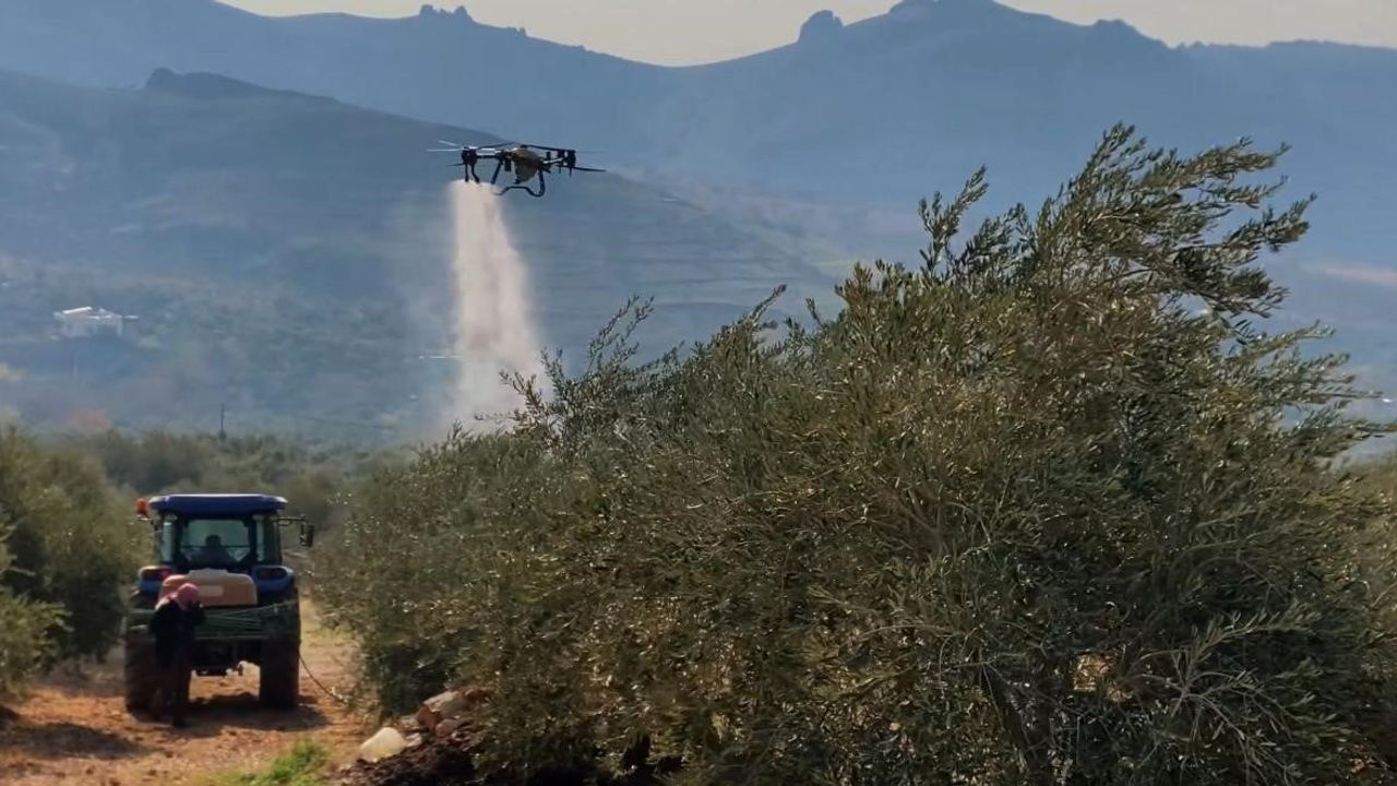 Mardin Büyükşehir Belediyesi, Derik Zeytini İçin Zeytin Dal Kanseriyle Mücadeleyi Sürdürüyor