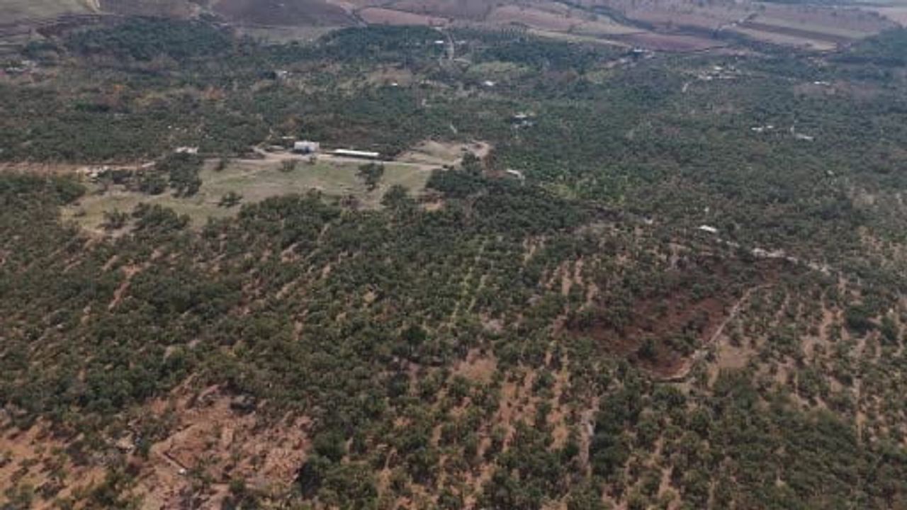 Mardin Büyükşehir, Derik zeytini için dal kanseriyle mücadeleyi sürdürüyor