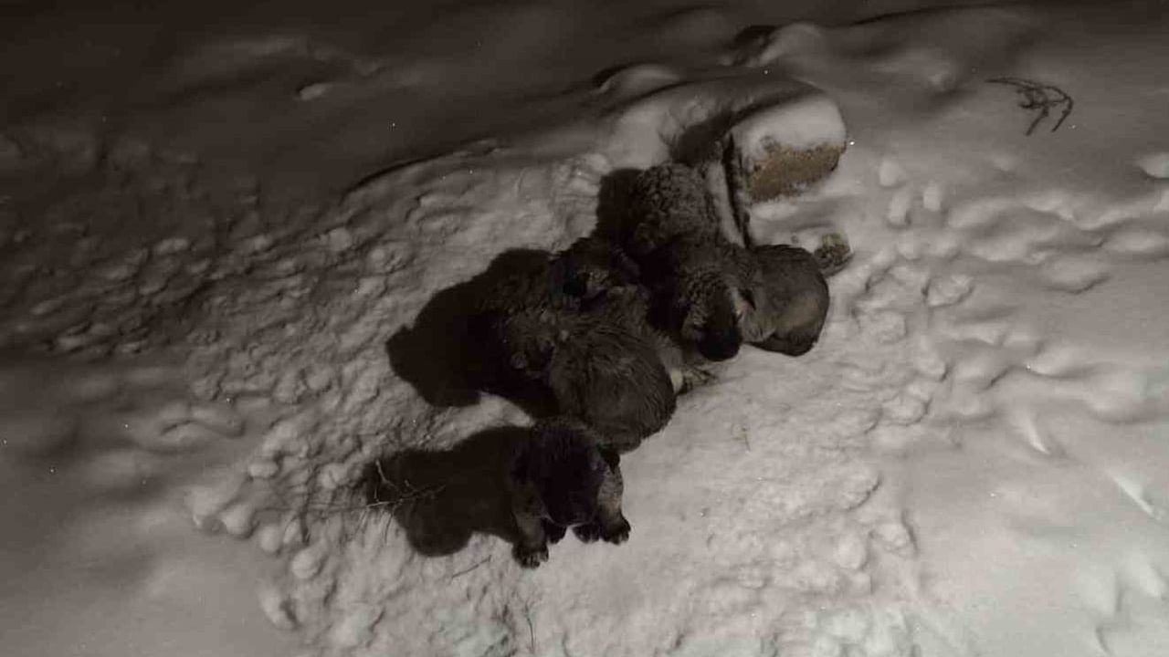 Mardin Mazıdağı'nda 7 Yavru Köpeğin Kurtarılması: Duyarlı Vatandaş Müdahalesi