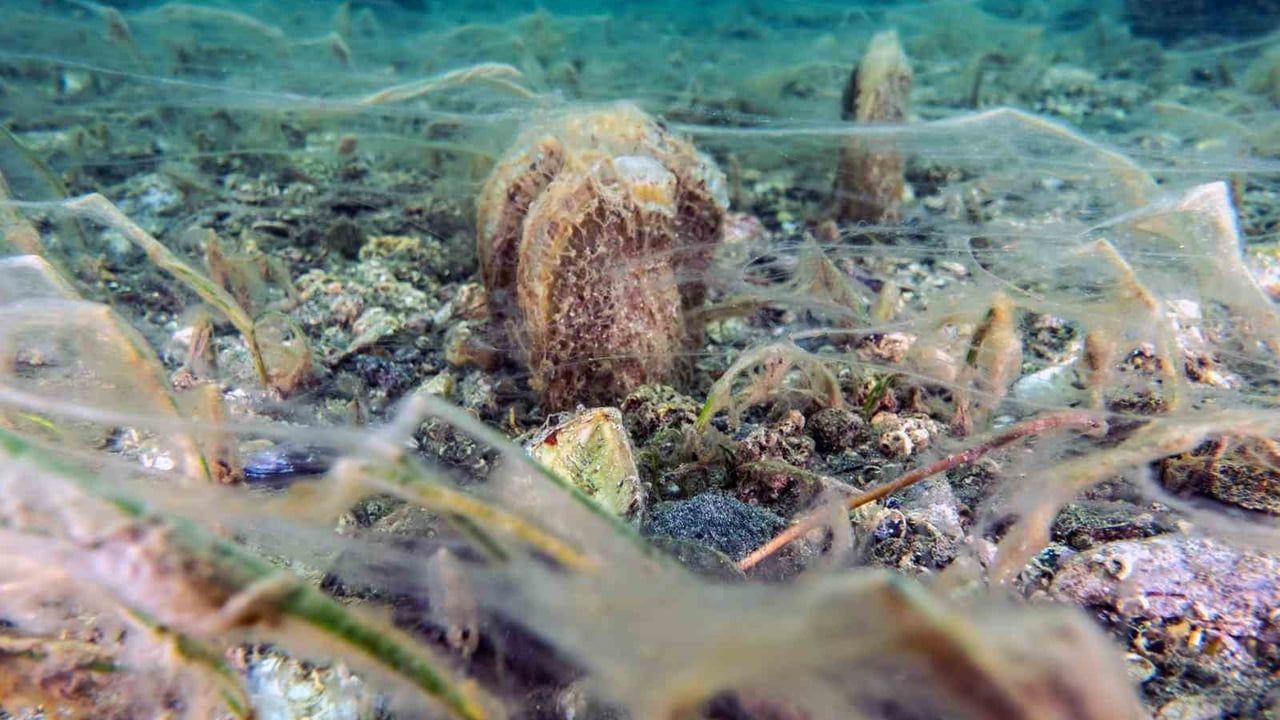 Marmara'da pina popülasyonunda artış: Prof. Dr. Mustafa Sarı'nın değerlendirmesi