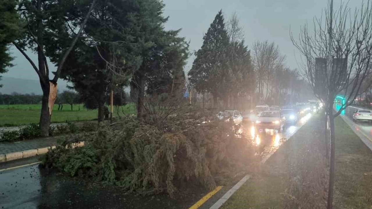 Menteşe'de fırtına: Uğur Mumcu Bulvarı'nda ağaç devrilmesi trafiği durdurdu