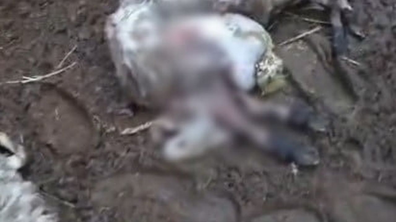 Menteşe'de iddiaya göre kurt saldırısı: Muratlar Mahallesi'nde 3 koyun telef oldu