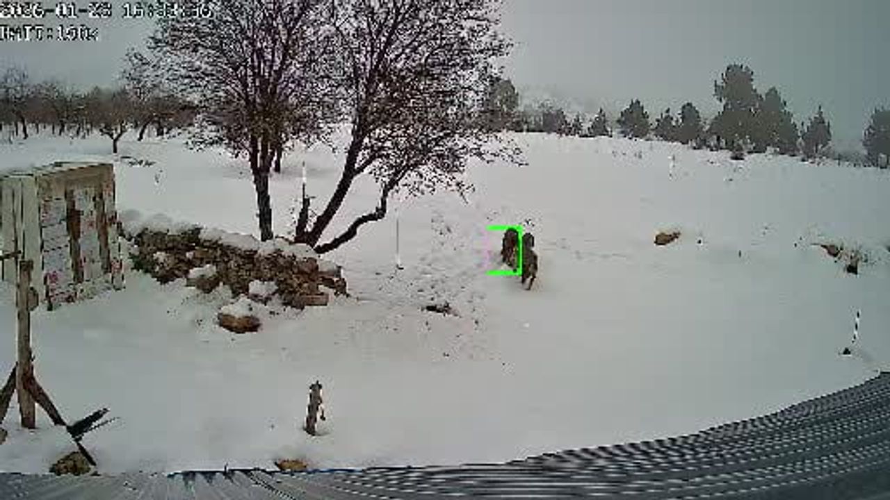 Mersin Bozyazı Elmakuzu'da Üç Kurt Yerleşime Yaklaştı — Güvenlik Kamerasına Yansıdı