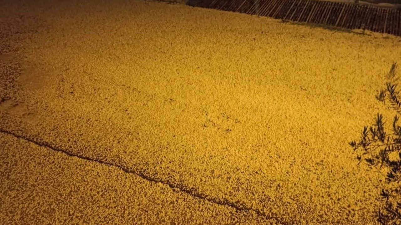 Mersin'de Dolu Etkisi: Bozyazı'da Akşam Saatlerinde Tarımsal Zararlar