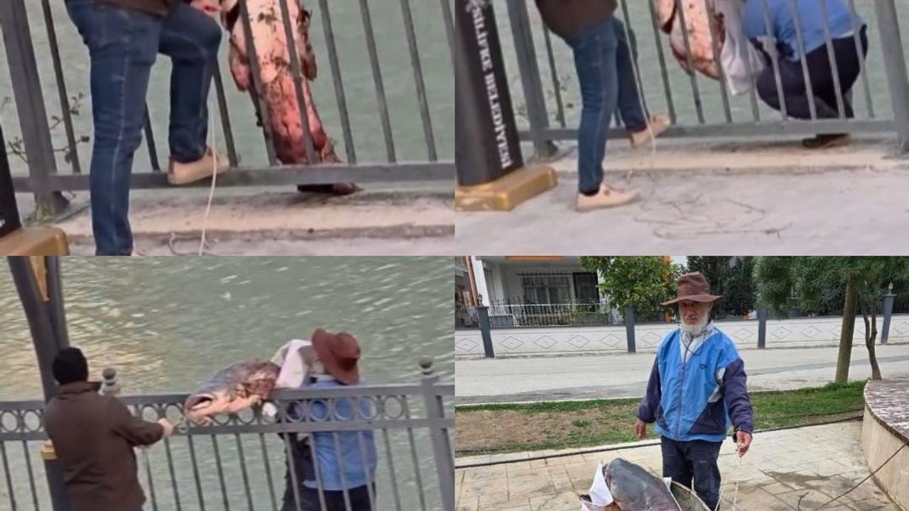 Mersin Göksu Nehri'nde Yakalanan Dev Yayın Balığı İmeceyle Kıyıya Çıkarıldı