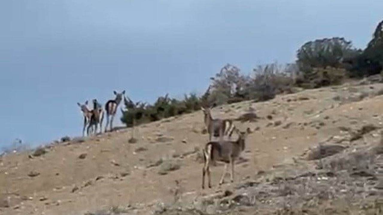 Mihalıççık’ta karayolunu geçen 10 geyik cep telefonu kamerasına yansıdı