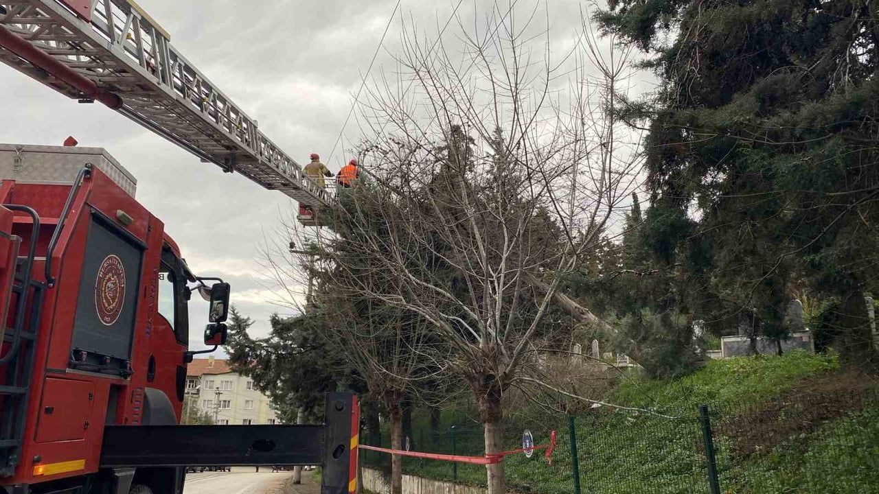 Mudanya'da lodos ağaç devirdi, elektrik hatlarına zarar verdi