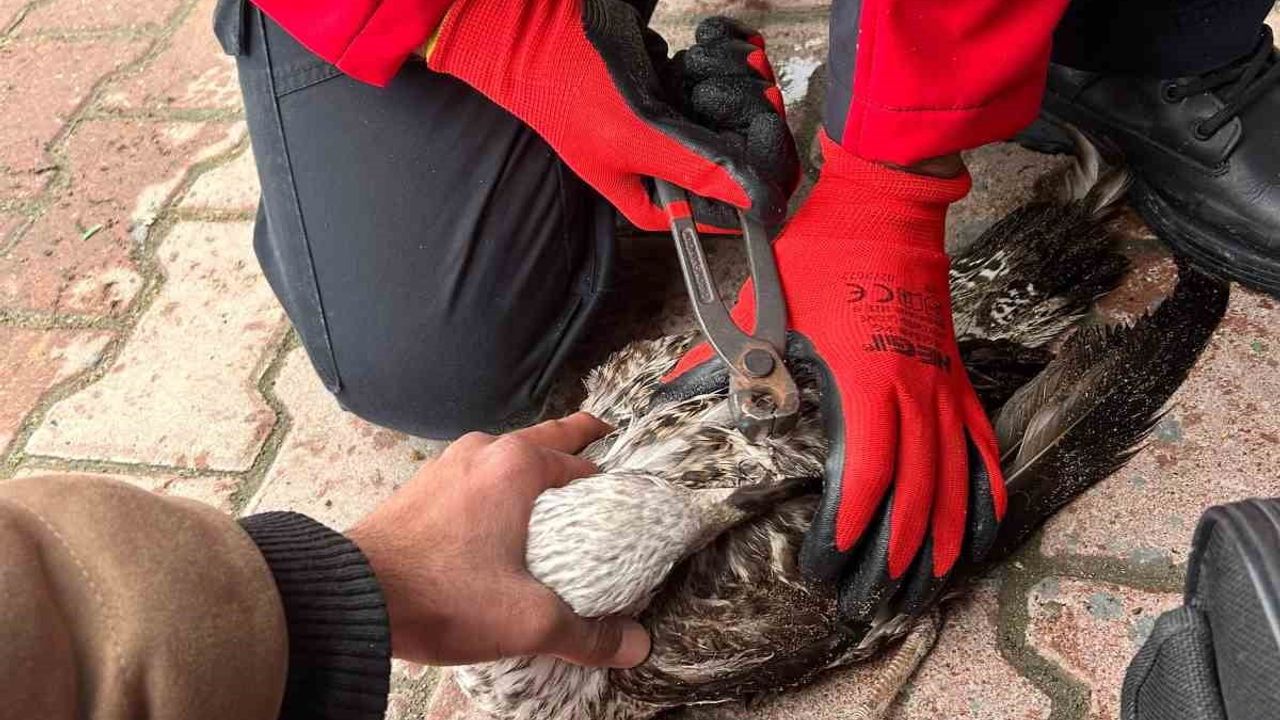 Mudanya'da oltaya takılan martı 911 Arama ve Kurtarma Derneği ekiplerince kurtarıldı