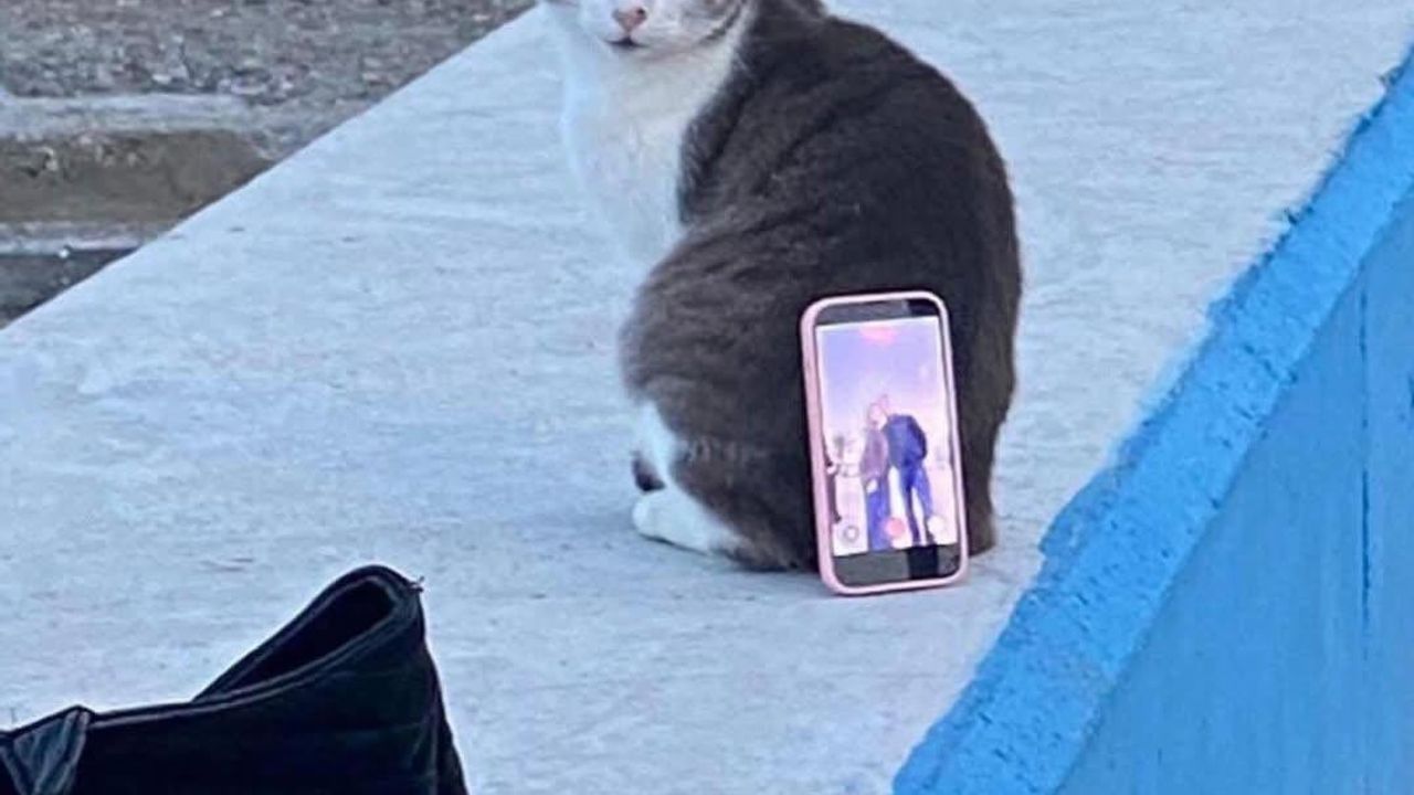 Mudanya sahilinde çift, fotoğraf için kediyi tripod gibi kullandı